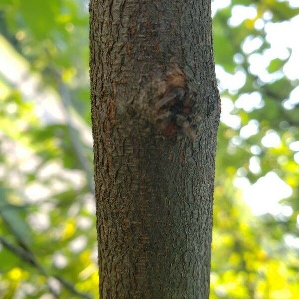 Cercis canadensis 樹皮