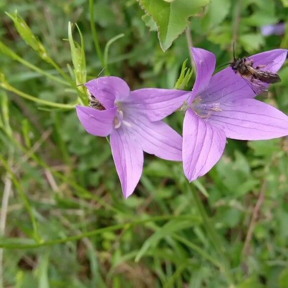 Campanula patula Çiçek