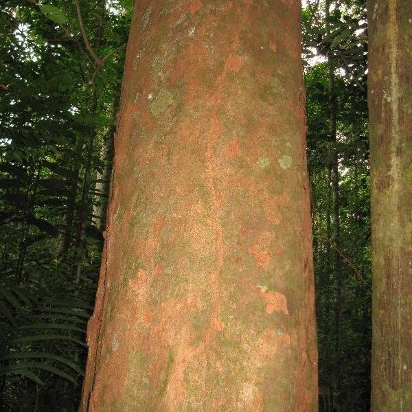 Maytenus guyanensis Escorça