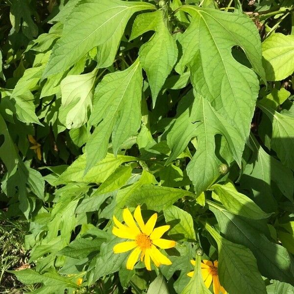 Tithonia diversifolia 叶