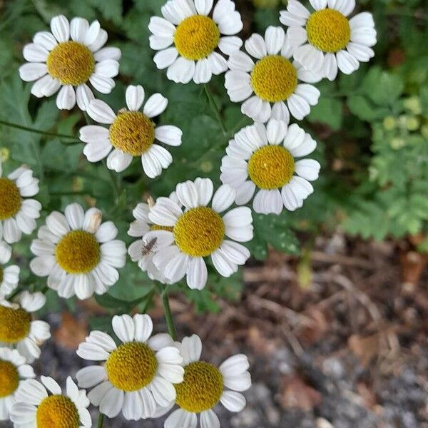 Tanacetum parthenium Blomma