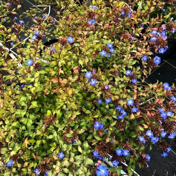 Ceratostigma willmottianum Blomma