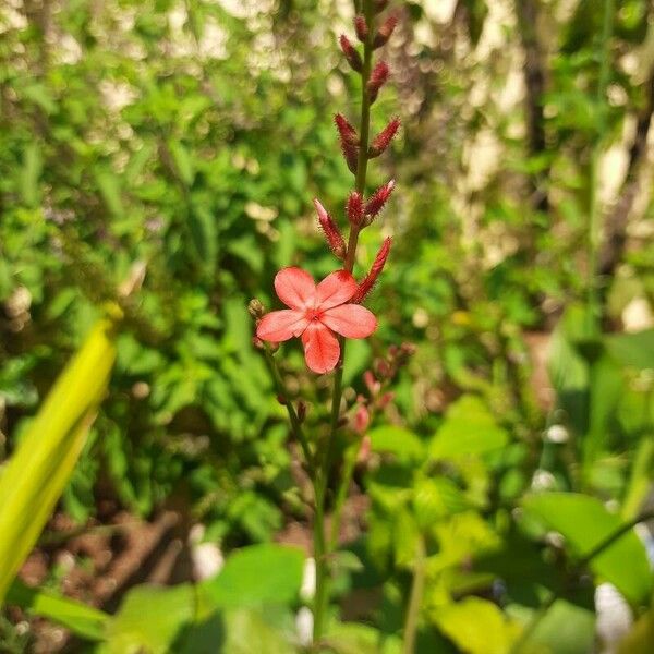 Plumbago indica Flower