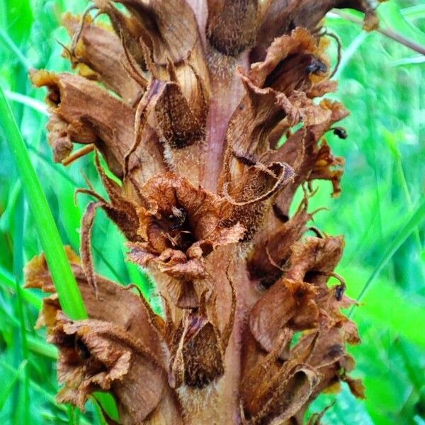 Orobanche elatior Bloem