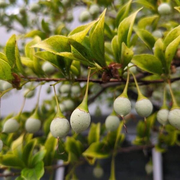 Styrax japonicus ഫലം