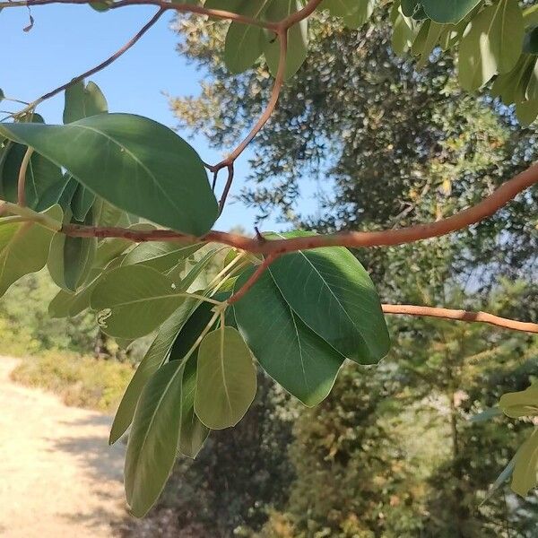 Arbutus menziesii Liść