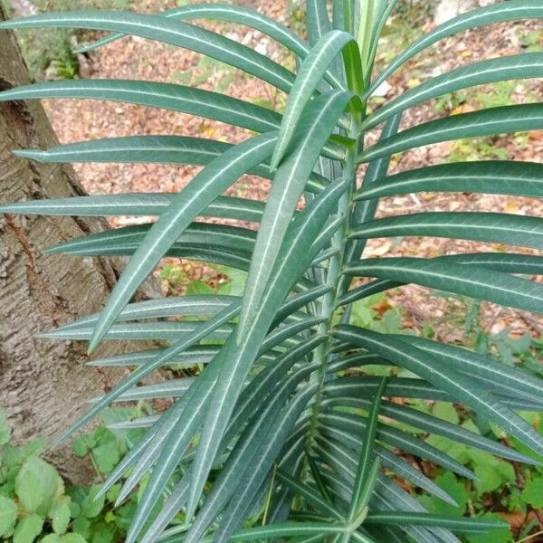 Euphorbia lathyris 葉