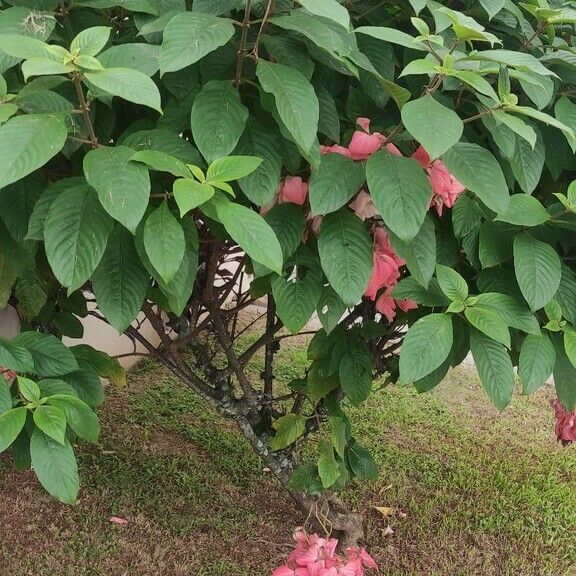 Mussaenda erythrophylla Hábitos