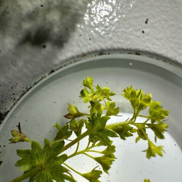 Alchemilla glabra Flower