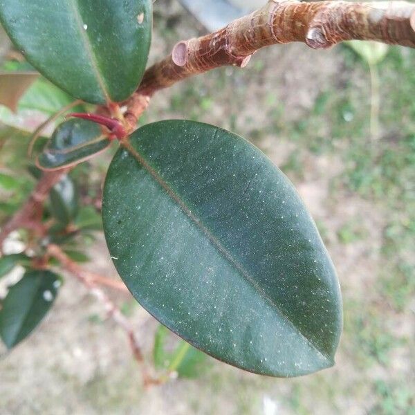 Ficus elastica Levél