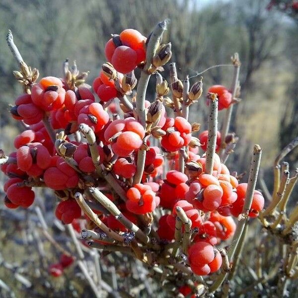 Ephedra major Owoc