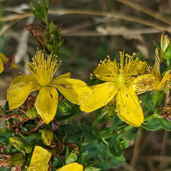 Hypericum perforatum Fiore