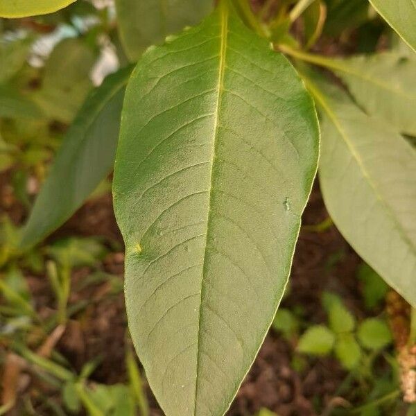Phytolacca americana Лист