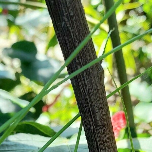 Acalypha hispida Bark