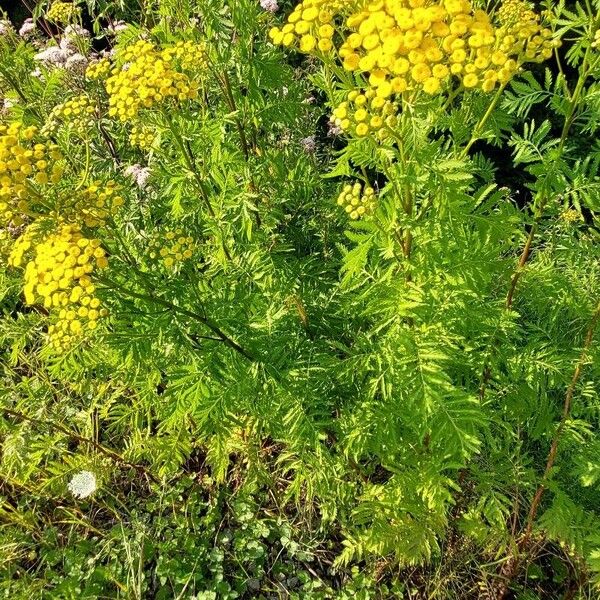 Tanacetum vulgare Агульны выгляд