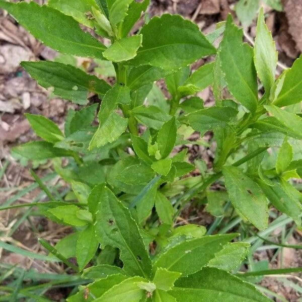 Helenium autumnale Leaf