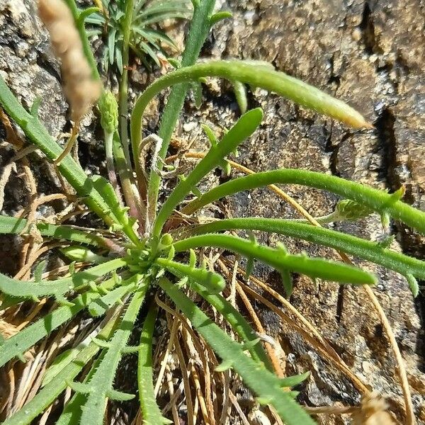 Plantago coronopus Lapas