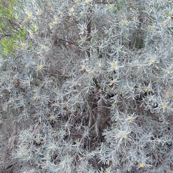 Cneorum pulverulentum Blatt