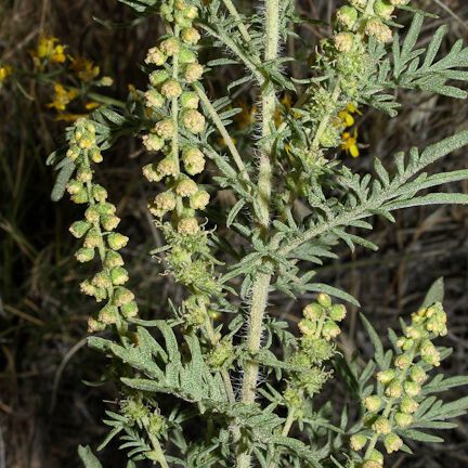 Ambrosia confertiflora Habitat