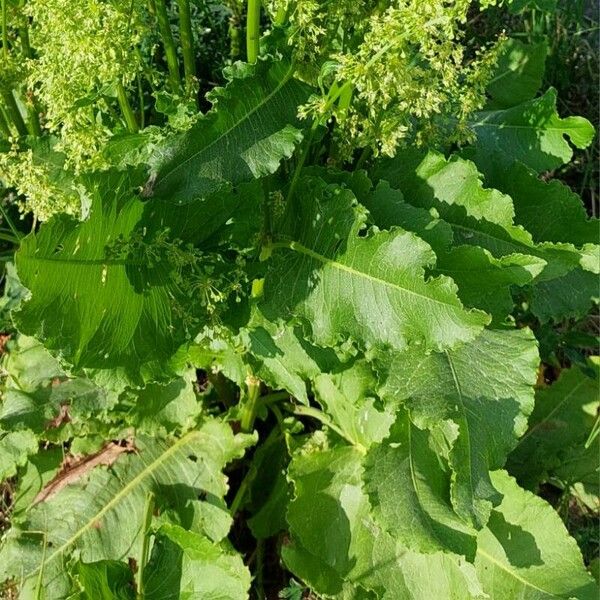 Rumex confertus برگ