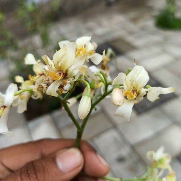 Moringa oleifera Blomst