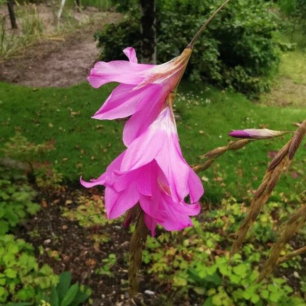 Dierama dracomontanum Kukka