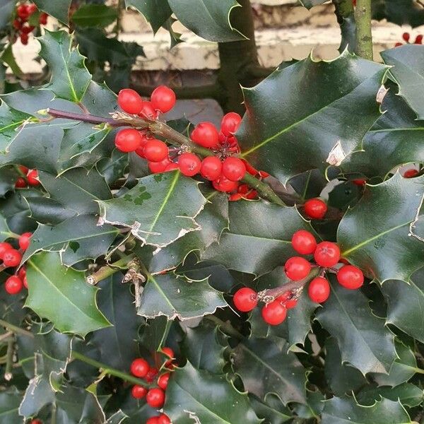 Ilex aquifolium Lapas