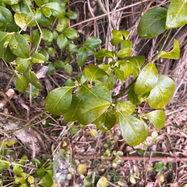 Ilex glabra Leaf