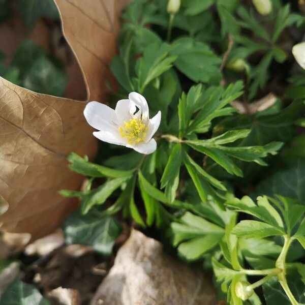 Anemonoides quinquefolia Çiçek