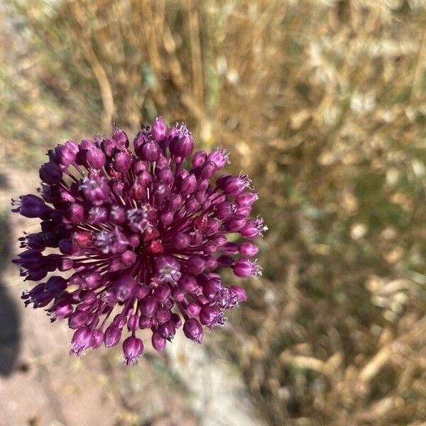 Allium atroviolaceum Cvet