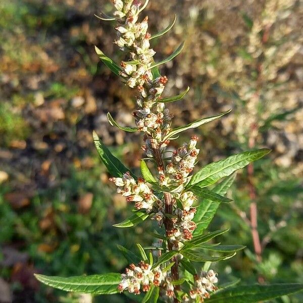 Artemisia vulgaris Плод