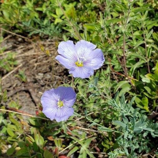 Linum lewisii Õis