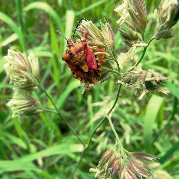 Dactylis glomerata 花