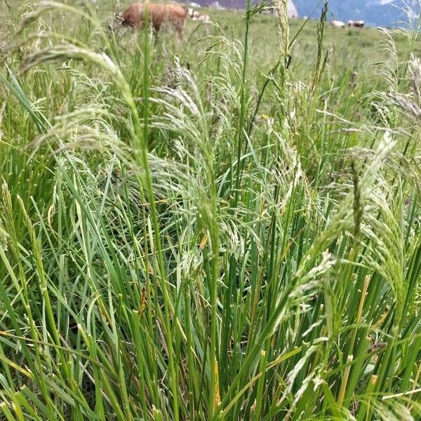 Deschampsia cespitosa Folha