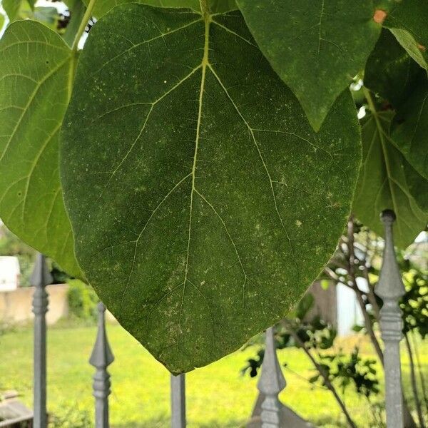 Catalpa bignonioides Flower