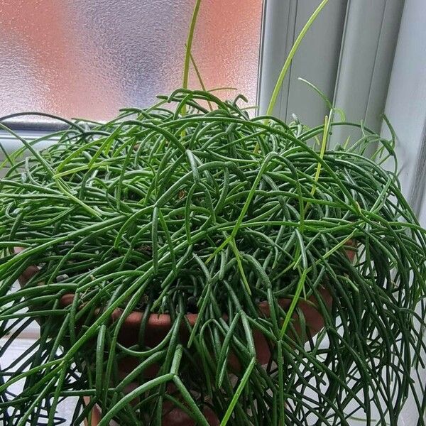 Rhipsalis baccifera ഇല