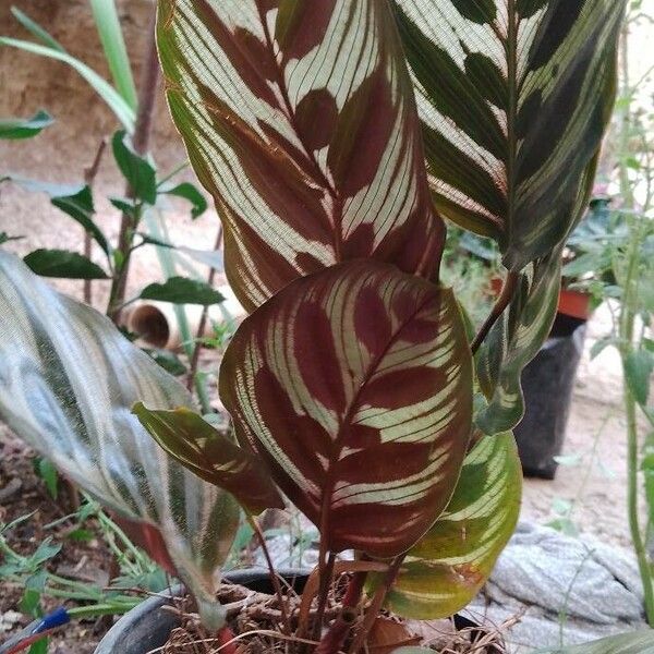 Goeppertia makoyana Leaf