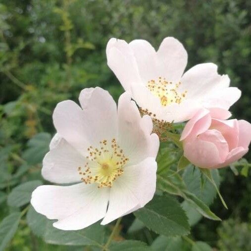 Rosa tomentosa Cvet