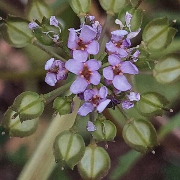 Iberis amara പുഷ്പം