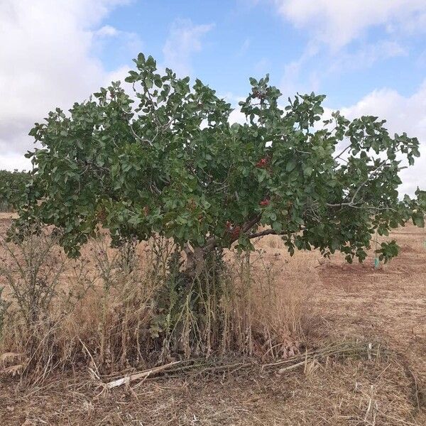 Pistacia vera موطن