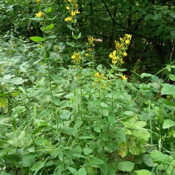 Hypericum hirsutum Hábito