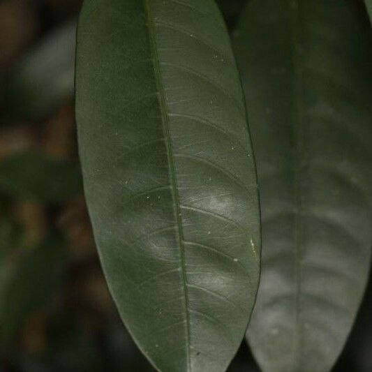 Tabernaemontana disticha Leaf