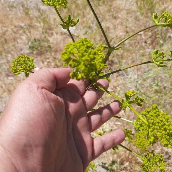 Opopanax chironium Кветка