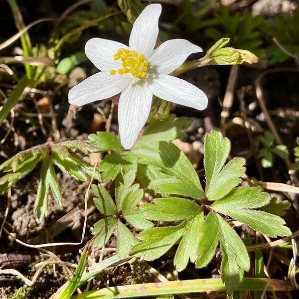 Anemonoides nemorosa 花