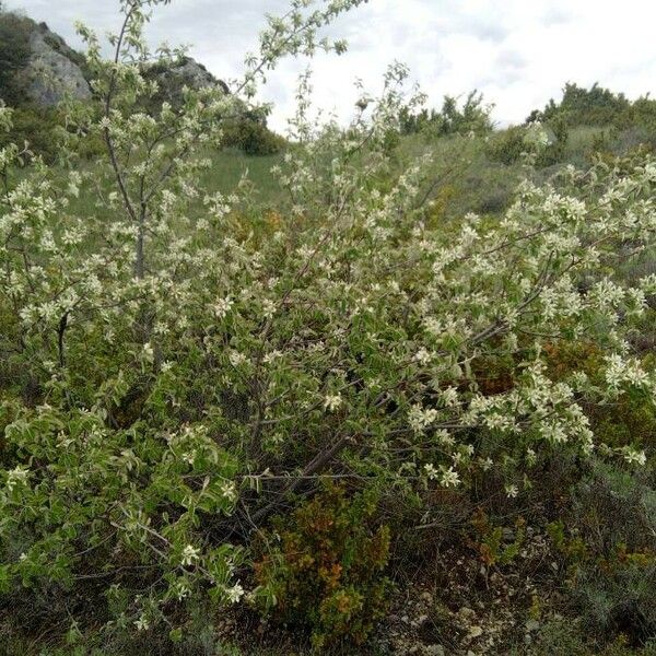 Amelanchier ovalis Habitus