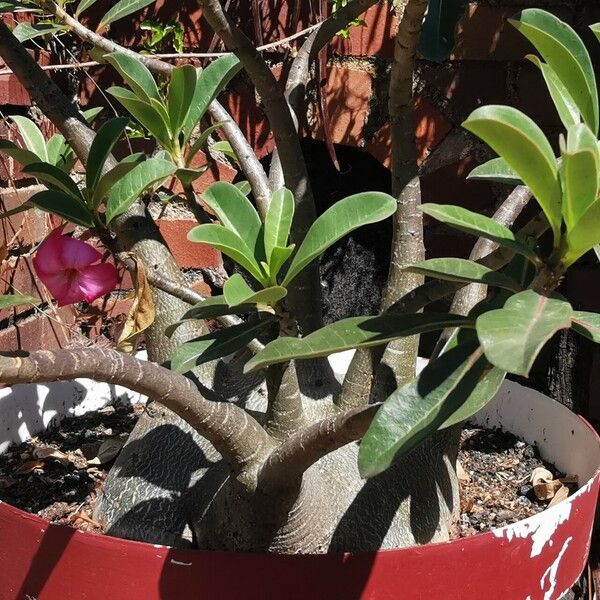 Adenium multiflorum Leaf