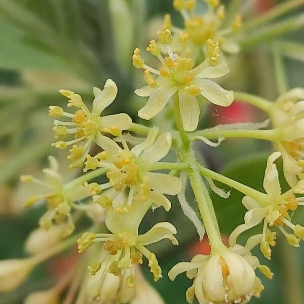 Sassafras albidum Blüte