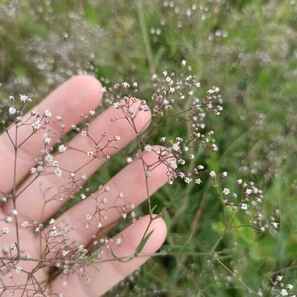 Gypsophila paniculata 花