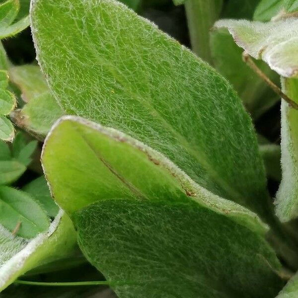 Tephroseris integrifolia Leaf