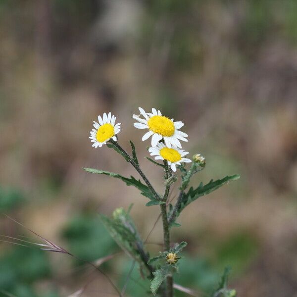 Anthemis cotula Flor